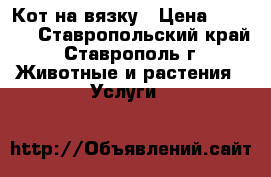  Кот на вязку › Цена ­ 2 000 - Ставропольский край, Ставрополь г. Животные и растения » Услуги   